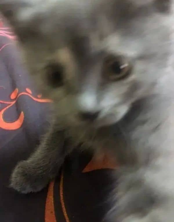 selling my kitten silver color 8