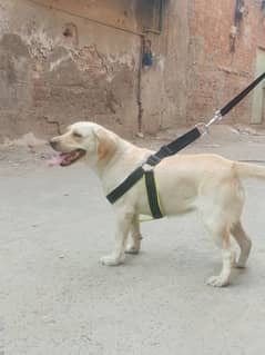 Labrador 0