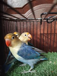 Ready to breed Parblue Fishers ficher lovebird parrot bird