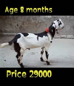 Desi Bakra