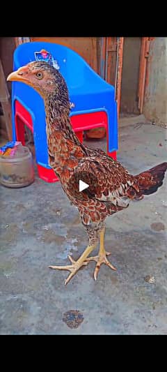 Aseel phati home breed top quality