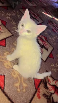 3 month white color cat Bharakahu 0