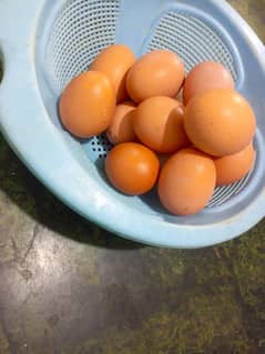 Lohman Brown & Austrolop Eggs For Sale