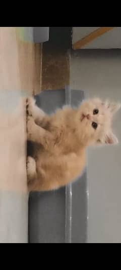 Persian cat 0