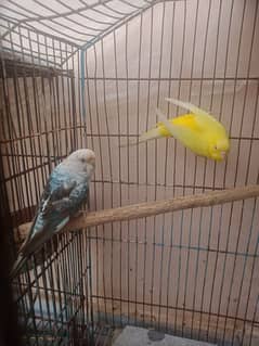 Australian budgies pair