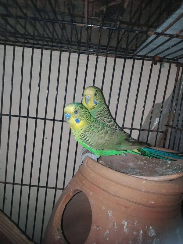 Australian budgies pair 1