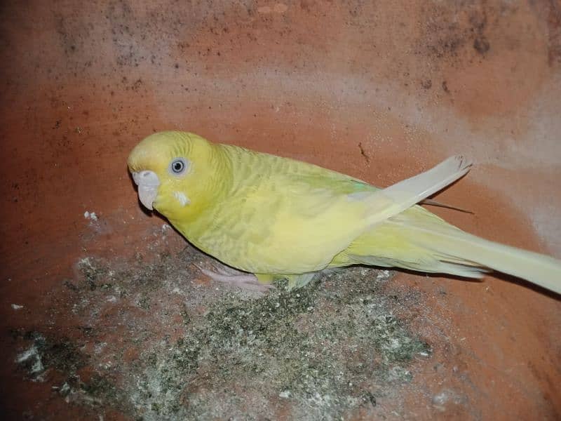 Australian budgies pair 2