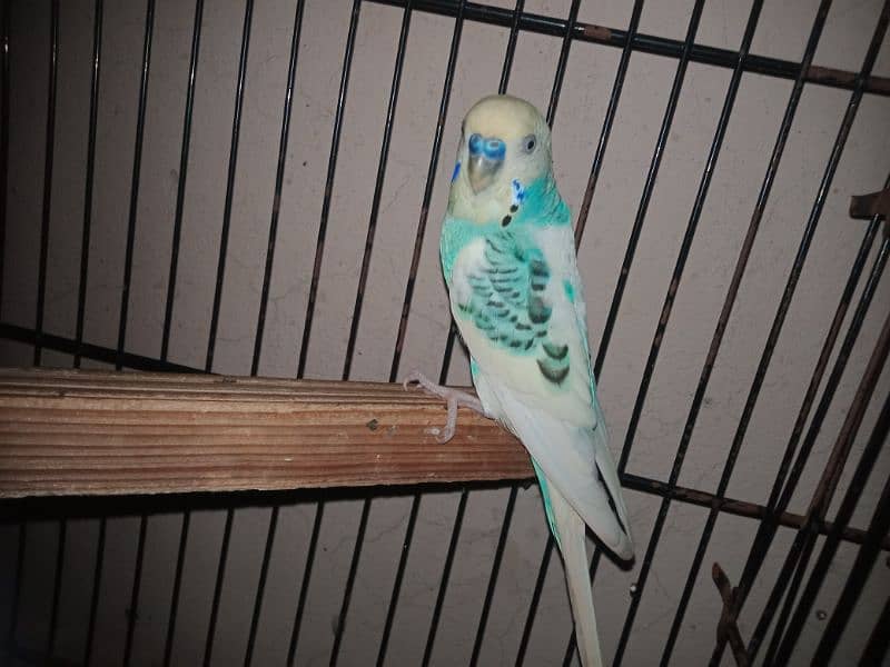 Australian budgies pair 3