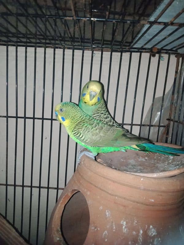 Australian budgies pair 4