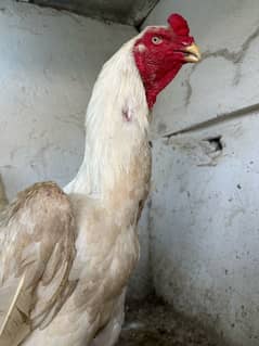 White O Shamo Male Aseel For sale