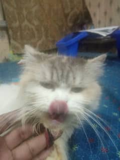 percian cat punch face