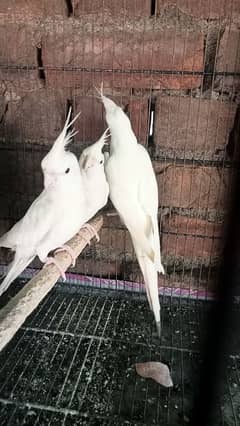 White Cockatiel