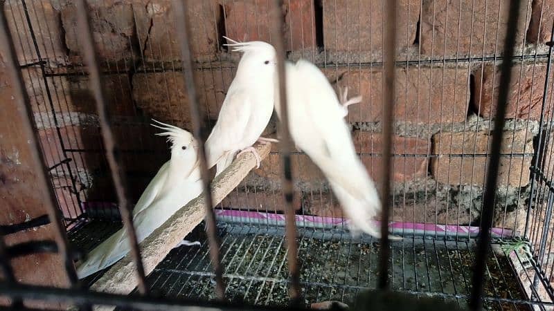 White Cockatiel 1