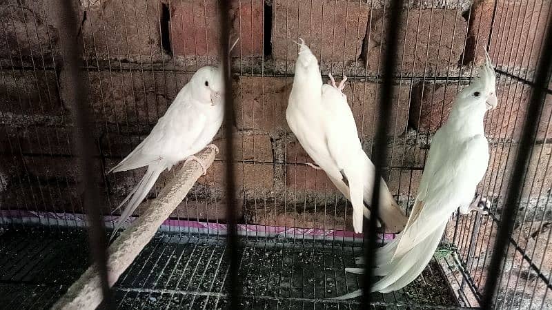 White Cockatiel 2