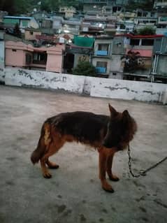 German Shepherd Male For Sale 0