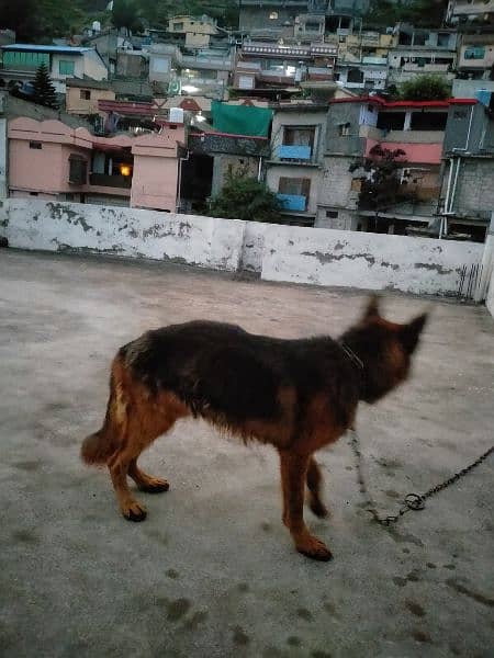 German Shepherd Male For Sale 1