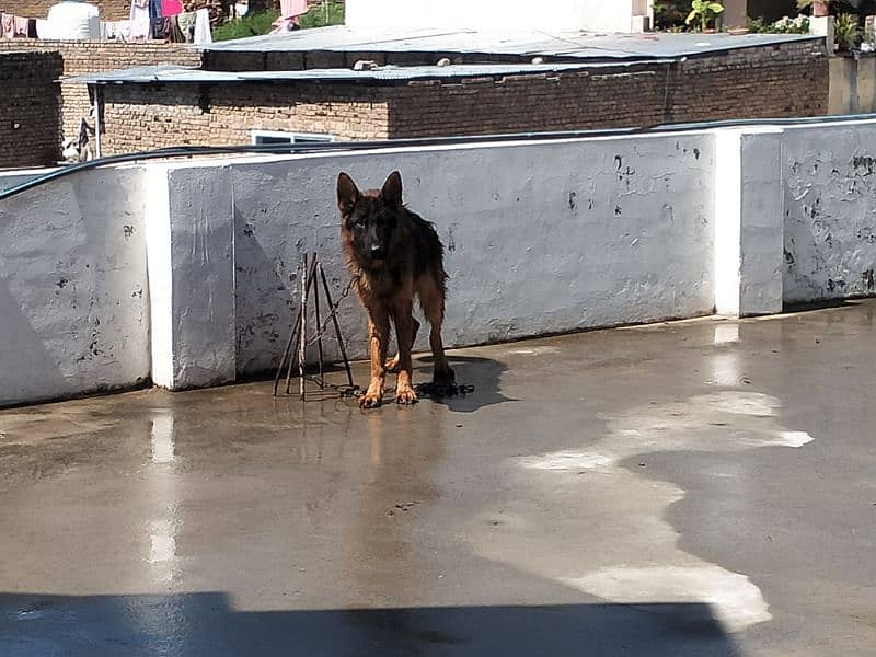 German Shepherd Male For Sale 2