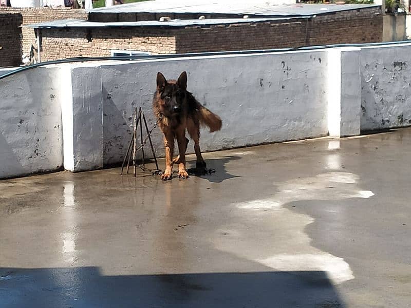 German Shepherd Male For Sale 3