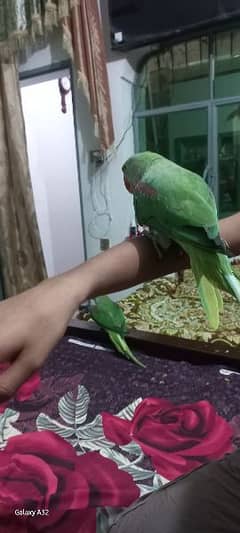 tame raw parrot talking