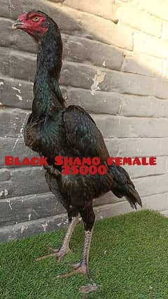 shamo female & chicks