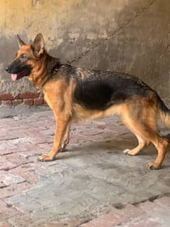 pedigree German shepherd female available for sale