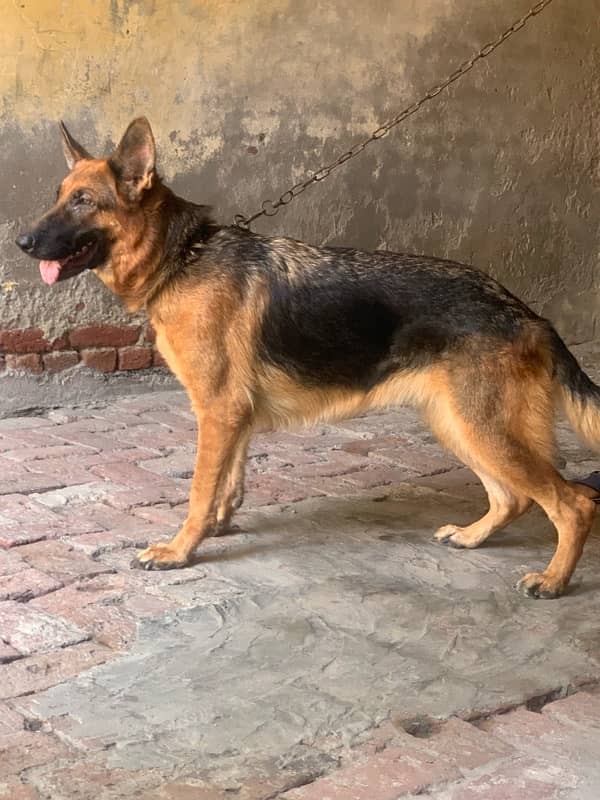 pedigree German shepherd female available for sale 0