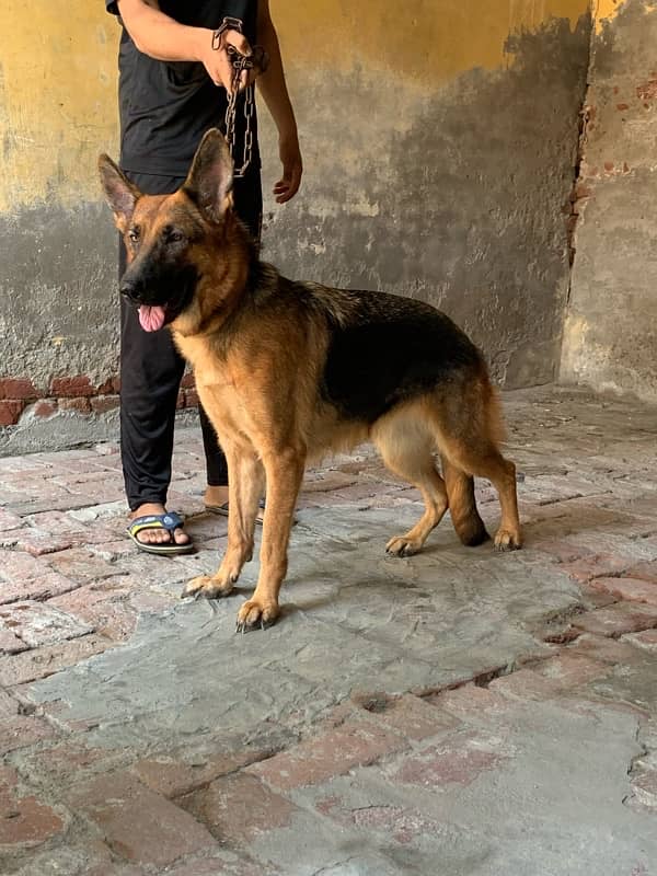 pedigree German shepherd female available for sale 1