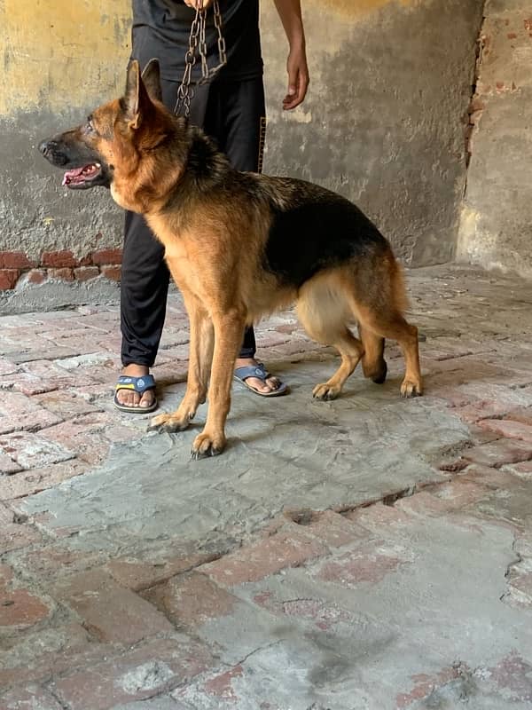 pedigree German shepherd female available for sale 2