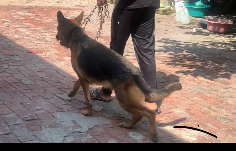 pedigree German shepherd female available for sale 3