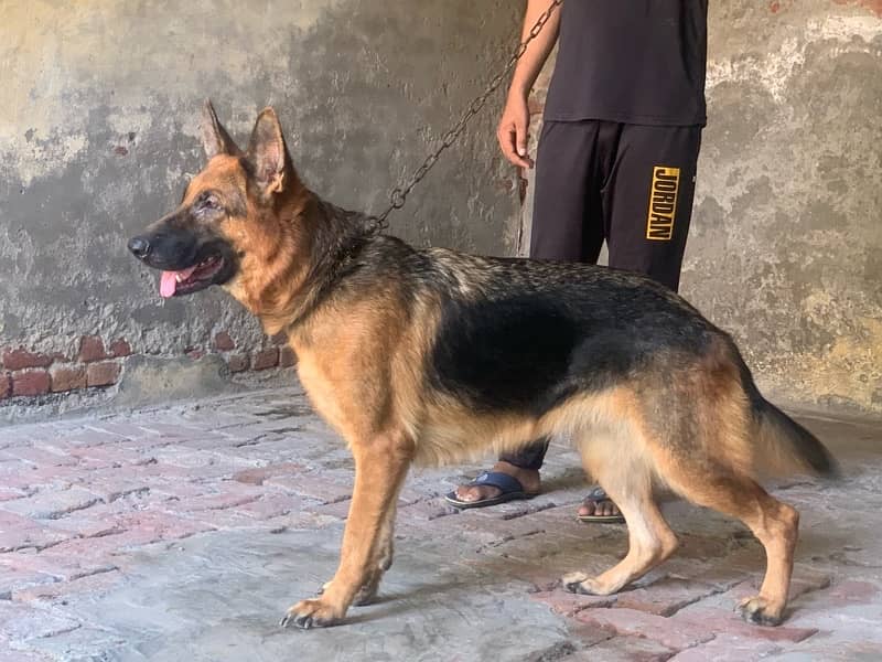 pedigree German shepherd female available for sale 4