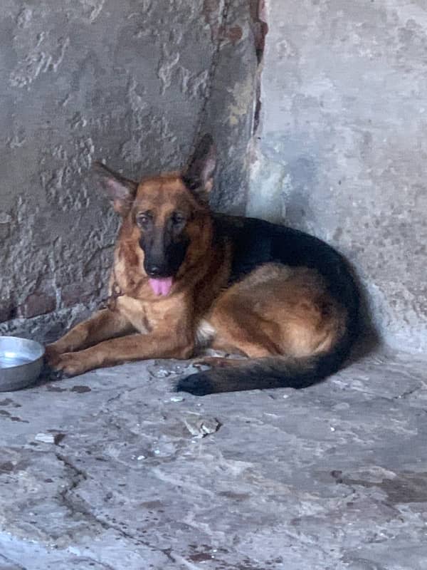 pedigree German shepherd female available for sale 7