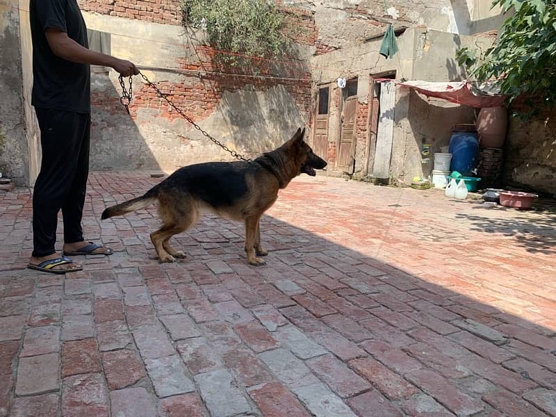 pedigree German shepherd female available for sale 8