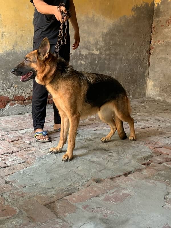 pedigree German shepherd female available for sale 9