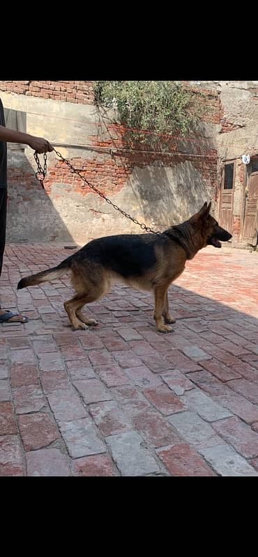 pedigree German shepherd female available for sale 10