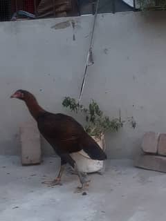 Aseel young hen for Sale