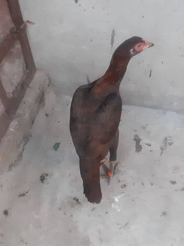 Aseel young hen for Sale 1