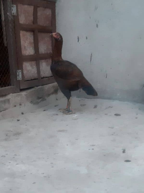 Aseel young hen for Sale 2