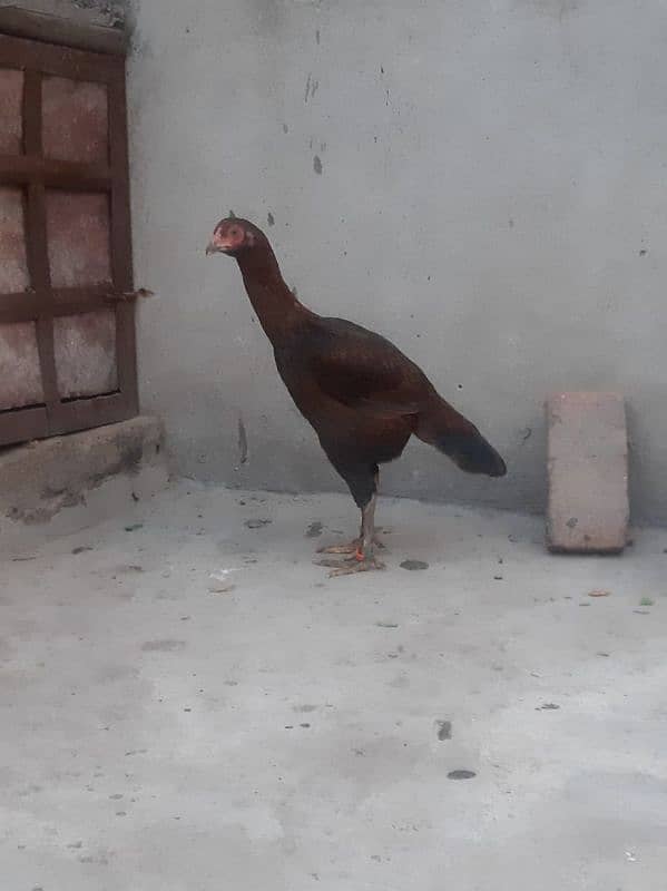 Aseel young hen for Sale 3