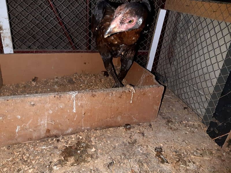 Aseel young hen for Sale 4