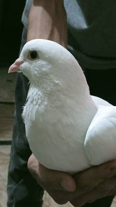 pigeon