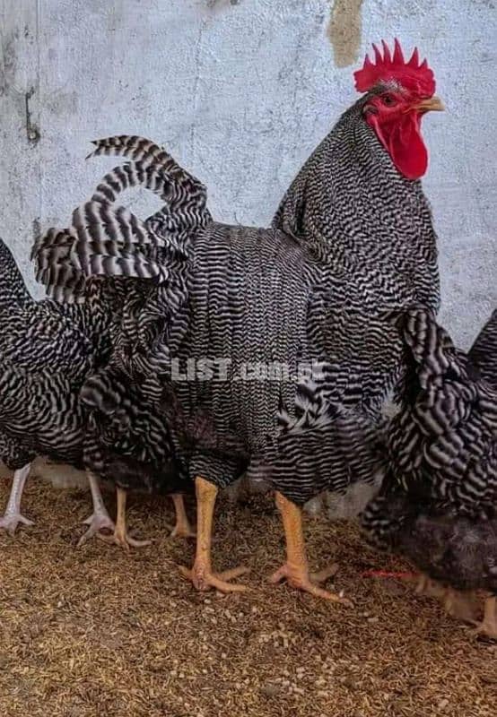 Plymouth rock Chicks 1