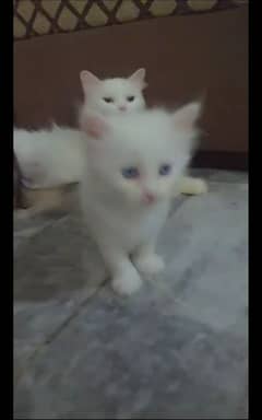 1 Month old white color Kittens for sale