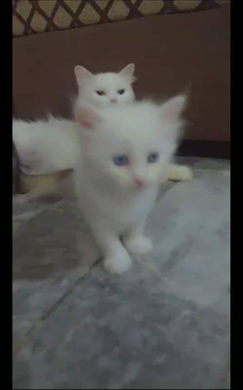 1 Month old white color Kittens for sale 0