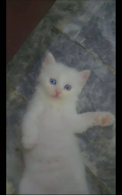 1 Month old white color Kittens for sale 1