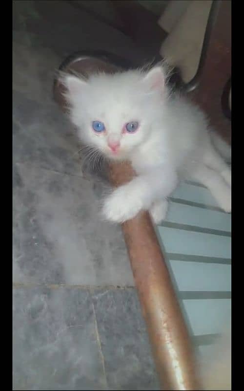 1 Month old white color Kittens for sale 3