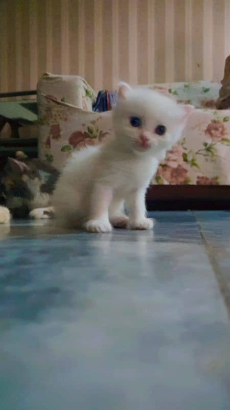 1 Month old white color Kittens for sale 4