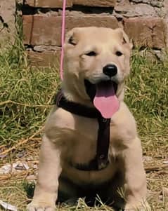 King alabai dog pair 2 months for sale security dog