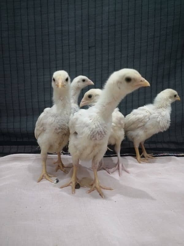 Heera chicks.   paper white 100% blue eyes. . 1