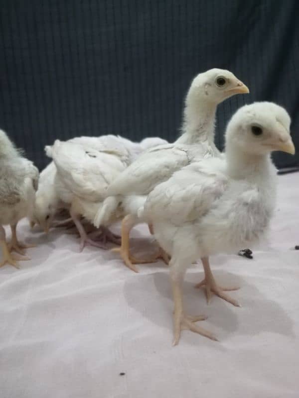 Heera chicks.   paper white 100% blue eyes. . 2