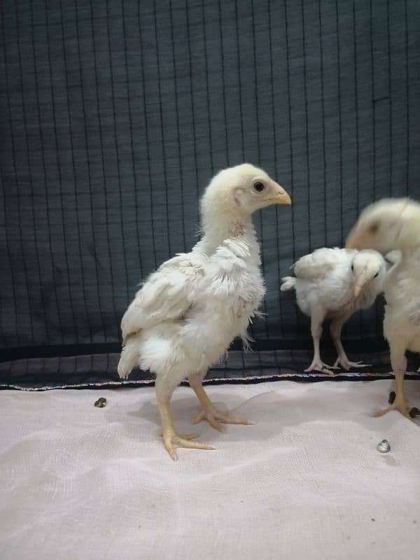 Heera chicks.   paper white 100% blue eyes. . 4